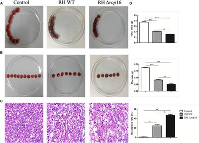 Toxoplasma gondii ROP16I Deletion: The Exacerbated Impact on Adverse Pregnant Outcomes in Mice